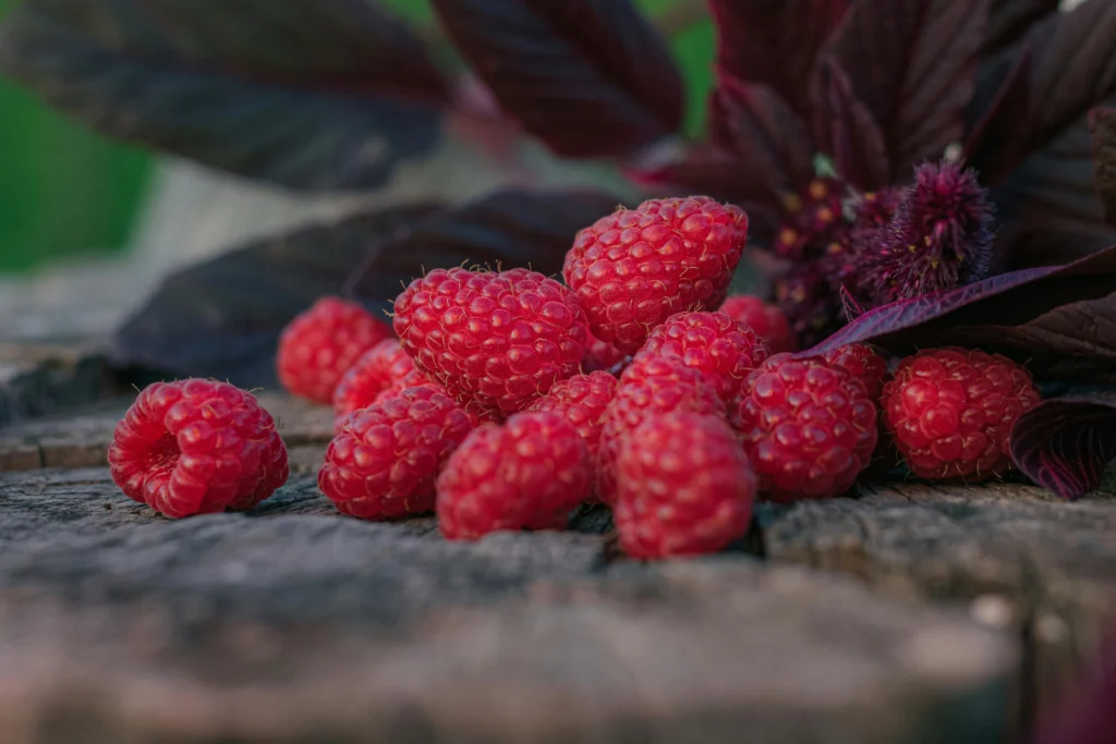 Brighton's healthy harvest